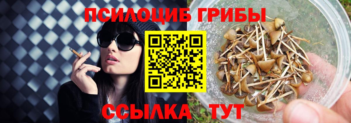 Псилоцибиновые грибы MAGIC MUSHROOMS  Вход с VPN  Элиста  Галлюциногенные грибы Psilocybe 